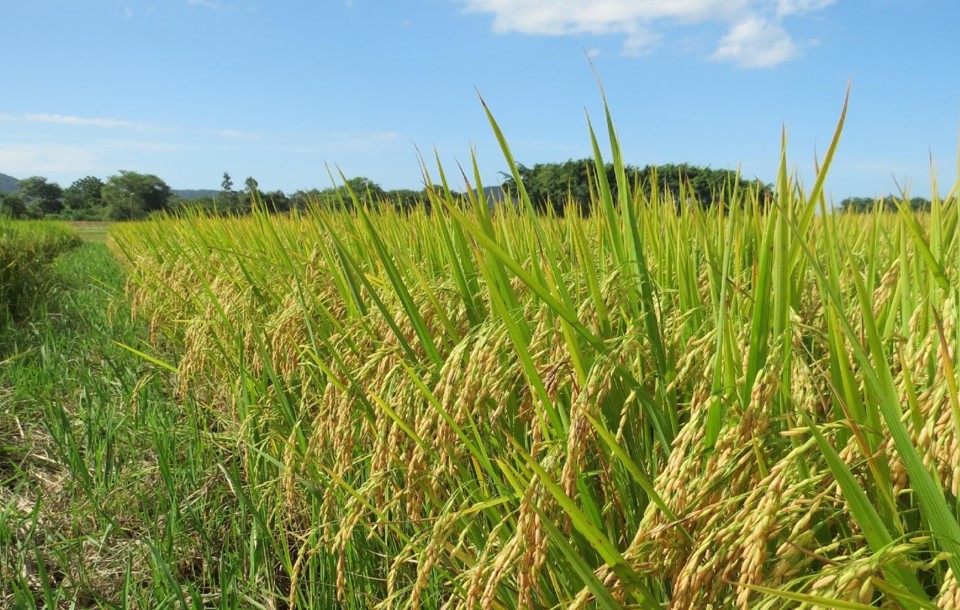 NOVA CULTIVAR DE ARROZ